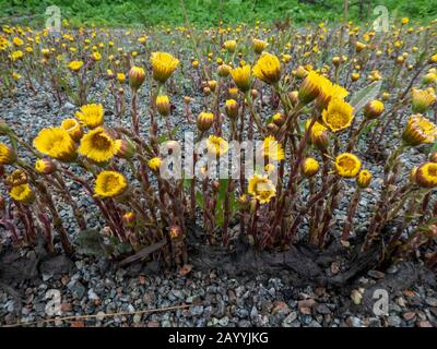 Colts-foot, coltsfoot (Tussilago farfara), Floraison de Coltsfoot, Norvège, Troms Banque D'Images