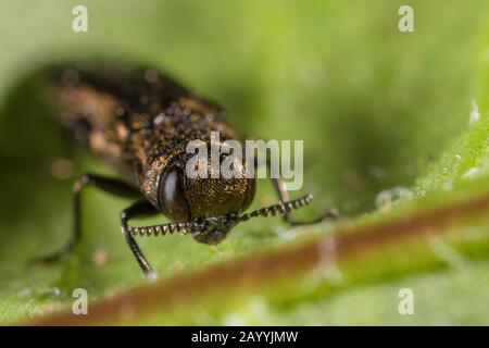 Buprestid (Agilus cyanescens), portrait, Allemagne Banque D'Images