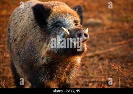 Sanglier, porc, sanglier (Sus scrofa), buste pendant la saison d'accouplement, portrait de mi-longueur, Allemagne Banque D'Images