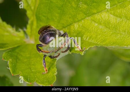 Abeilles à feuilles, abeilles à feuilles coupantes (Megachilidae), coupe des parties d'une feuille, prend une feuille, Allemagne, Bavière, Niederbayern, Basse-Bavière Banque D'Images