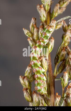 Moth de bois (Cucullia absinthii, Cucullia clausa), caterpillar bien camouflé sur le mugwort commun, Allemagne Banque D'Images