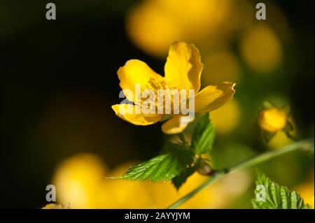 Rose japonaise, Mallow de Jew, Mallow des Juifs (Kerria japonica), fleur Banque D'Images