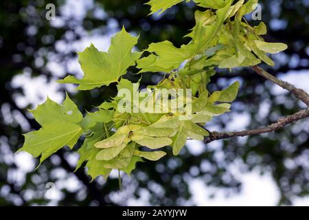 L'érable de Norvège (Acer platanoides), les feuilles et les fruits, Allemagne Banque D'Images