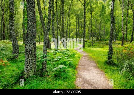 Bouleau (Betula spec.), chemin dans la forêt de bouleau, Royaume-Uni, Écosse, réserve naturelle nationale de Craigellachie Banque D'Images