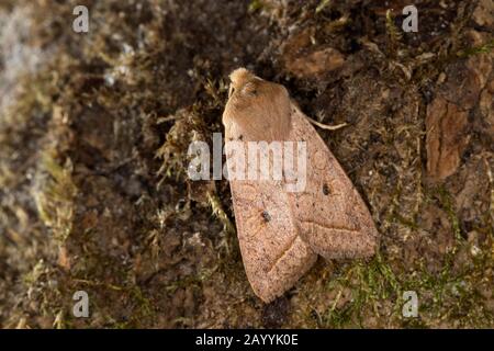 Quaker jaune, la Xanthie noisette (Agrochola macilenta), sur le terrain, Allemagne Banque D'Images