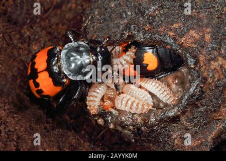Bouring Beetle (Necrophorus vespilloides, Nicrophorus vespilloides), larves de kadaver, Allemagne Banque D'Images