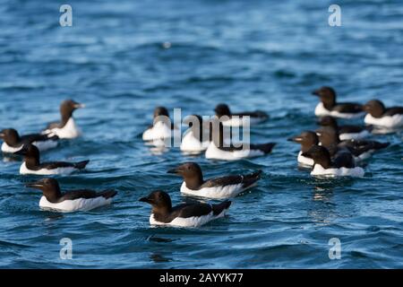 Les guillemot de Brünnich (Uria lomvia) nagent au-dessous de la falaise d'oiseaux d'Alkefjellet à Lomfjordhalvøya, Dans Le New York-Friesland à Spits Banque D'Images