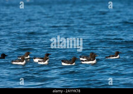 Les guillemot de Brünnich (Uria lomvia) nagent au-dessous de la falaise d'oiseaux d'Alkefjellet à Lomfjordhalvøya, Dans Le New York-Friesland à Spits Banque D'Images