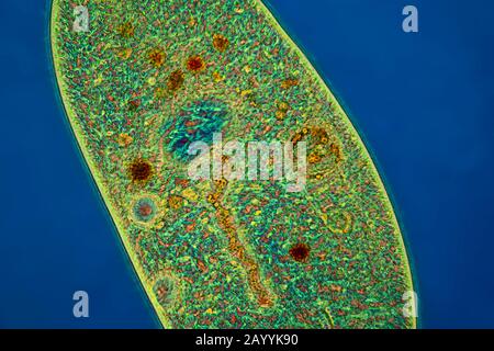 Frontonia (Frontonia spec.), protozoaire ciliate, microscopie photonique, Allemagne Banque D'Images