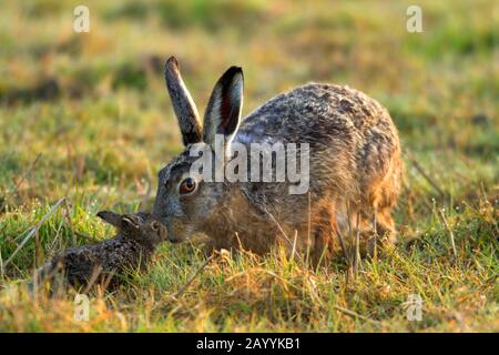 Lièvre européen, lièvre brun (Lepus europaeus), lièvre féminin avec jeune animal dans un pré, vue latérale, Allemagne, Rhénanie-du-Nord-Westphalie Banque D'Images