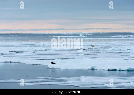 Un ours polaire (Ursus maritimus) approche un phoque de Harp (Pagophilus groenlandicus) sur la glace à emporter au nord de Svalbard, en Norvège. Banque D'Images