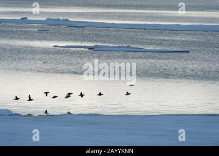 Un troupeau de guillemot de Brünnich (Uria lomvia) survolant la glace à emporter au nord de Svalbard, Norvège. Banque D'Images