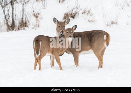 Cerf de Virginie (Odocoileus virginianus), hiver, est de l'Amérique du Nord, par Dominique Braud/Dembinsky photo Assoc Banque D'Images