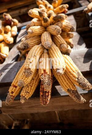 Vue rapprochée d'un groupe de maïs (Zea mays) oreilles de maïs pendantes d'un hórreo à Pedroveya (Quirós, Principauté des Asturies, Espagne) Banque D'Images