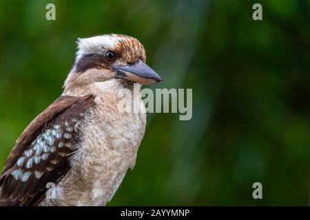 Gros plan sur un Kookaburra En Riant sur fond vert foncé Banque D'Images