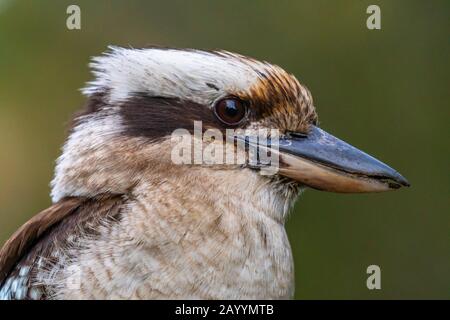 Gros plan sur un Kookaburra En Riant sur fond vert foncé Banque D'Images