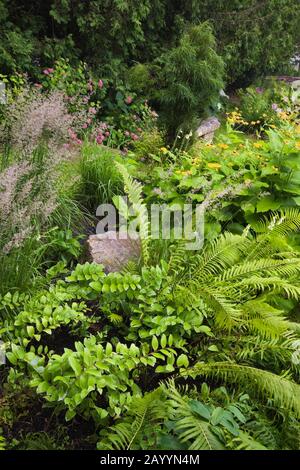 Bordure anglaise plantée de Pteridophyta - Ferns, Helianthus jaune - tournesol, Miscanthus - Graminées ornementales, Hydrangeas roses dans le jardin immobilier. Banque D'Images