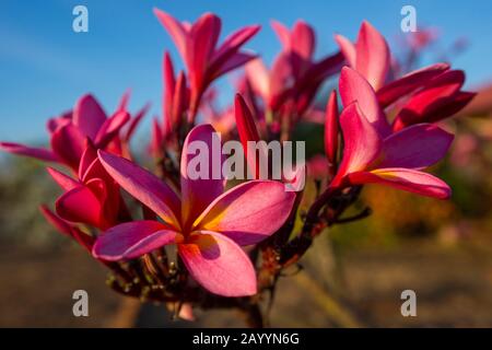 Gros plan de fleurs roses de Frangipani (Plumeria). Banque D'Images