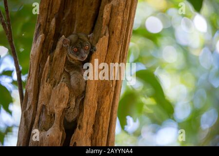 Le lémurien sportif d'Ankarana (Lepilemur ankaranensis) est endémique à Madagascar., Réserve d'Ankarana dans le nord de Madagascar. Banque D'Images