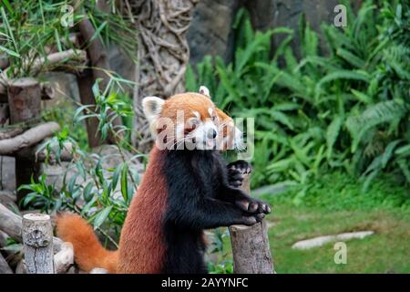 Joli petit pandas rouges dans un parc naturel. Banque D'Images