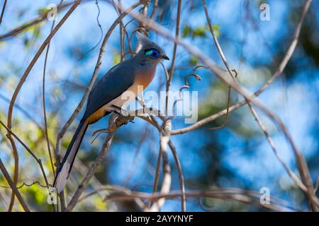 Coua couté (Coua cristata) dans la Réserve forestière de Kirindy, près de Morondava, dans l'ouest de Madagascar. Banque D'Images