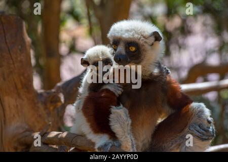 Sifaka de Coquerel (Propitecus coquereli) avec bébé au parc Lemur près d'Antananarivo, Madagascar. Banque D'Images