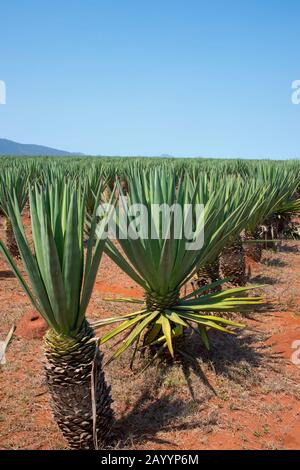 Plantation de sisal (Agave sisalana) près de Berenty dans le sud de Madagascar. Les fibres sont utilisées pour la production de cordes et de ficelle. Banque D'Images