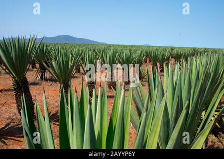 Plantation de sisal (Agave sisalana) près de Berenty dans le sud de Madagascar. Les fibres sont utilisées pour la production de cordes et de ficelle. Banque D'Images