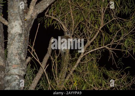 Un lémurien sportif nocturne à pieds blancs (Lepilemur leucopus) dans la nuit dans la forêt d'épines de la Réserve Berenty, dans le sud de Madagascar. Banque D'Images