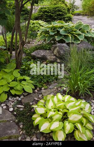 Bordure rocheuse avec plantes Hosta dans cour avant paysagée jardin à la fin du printemps Banque D'Images