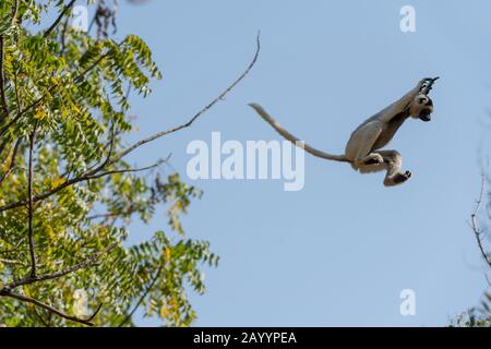 Le sifaka de Verreaux (Propithecus verreauxi) ou le sifaka blanc sautant de l'arbre à l'arbre dans La Réserve Berenty, dans le sud de Madagascar. Banque D'Images