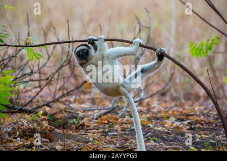 Le sifaka de Verreaux (Propithecus verreauxi), ou le sifaka blanc à la Réserve Berenty dans le sud de Madagascar. Banque D'Images