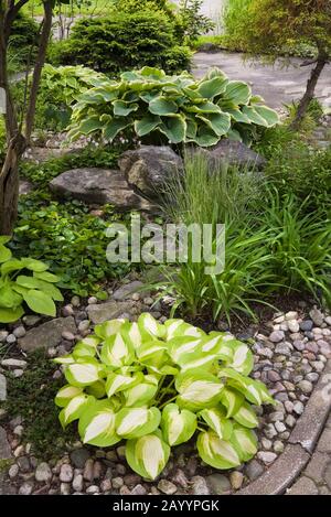 Bordure rocheuse avec plantes Hosta dans cour avant paysagée jardin à la fin du printemps Banque D'Images