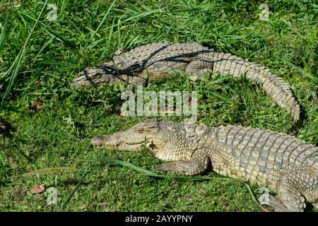 Crocodiles du Nil dans La Réserve de Mandraka près de Moramanga, Madagascar. Banque D'Images