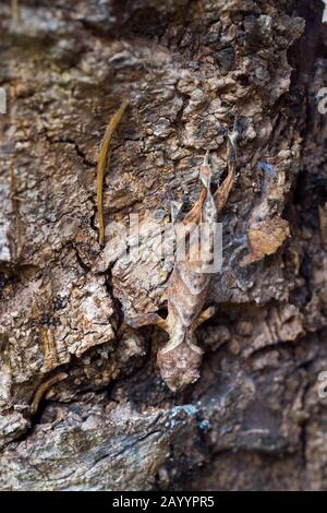 Gecko à queue de feuille (Uroplatus ebenaui) dans La Réserve de Mandraka près de Moramanga, Madagascar. Banque D'Images