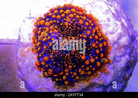 Corail doux aux champignons à pointe orange - Ricordea yuma Banque D'Images