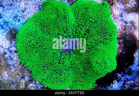 Vert Carpet anemone - Stichodactyla haddoni Banque D'Images