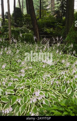 Bordure remplie de plantes mauves fleuries Hosta, marches en pierre naturelle à travers une forêt d'arbres décidus et verts dans le jardin de cour avant en été. Banque D'Images