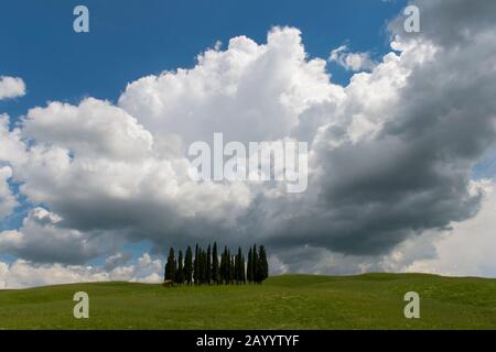 Cumulus nuages s'construisant sur un groupe d'arbres de cyprès italiens (Cupressus sempervirens) près de San Quirico dans le Val d'Orcia près de Pienza en Toscane, Banque D'Images