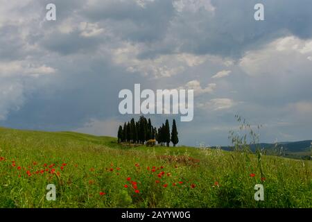 Cumulus nuages s'construisant sur un groupe d'arbres de cyprès italiens (Cupressus sempervirens) avec des coquelicots rouges au premier plan près de San Quirico dans le V Banque D'Images