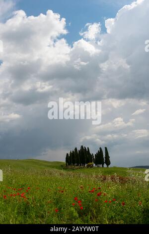 Cumulus nuages s'construisant sur un groupe d'arbres de cyprès italiens (Cupressus sempervirens) avec des coquelicots rouges au premier plan près de San Quirico dans le V Banque D'Images