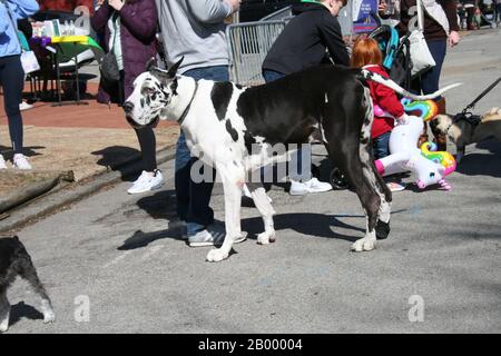 Purina Pet Parade 2020. « La Volonté De S'En Prendre Aux Friandises » Banque D'Images