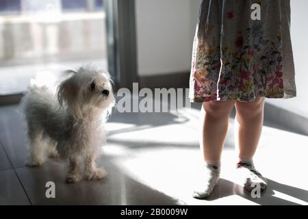 Jambes d'une petite fille avec un chien maltais à la maison près de la fenêtre Banque D'Images