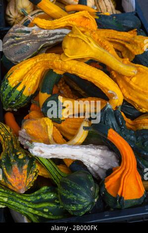 Citrouilles et courges en vente sur le marché agricole de Walla Walla dans le comté de Walla Walla dans le Palouse, État de Washington de l'est, États-Unis. Banque D'Images