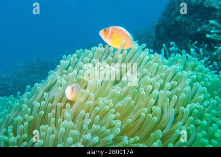 L'anemonefish rose ou le clowfish de skunk rose (Amphipirion périderaion) habite les récifs coralliens comme celui de la côte de Bali. Banque D'Images