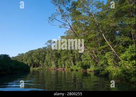 Une forêt de mangroves le long de la rivière Tárcoles, également appelée la Grande de Tárcoles ou la Río Grande de Tarcoles, au Costa Rica. Banque D'Images