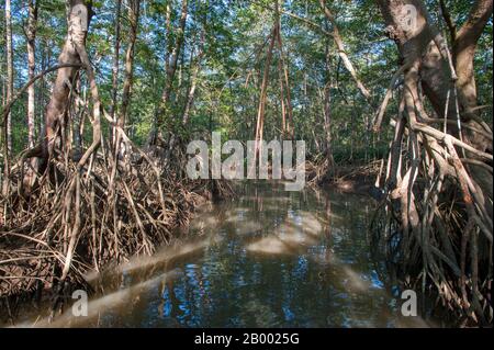 Une forêt de mangroves le long de la rivière Tárcoles, également appelée la Grande de Tárcoles ou la Río Grande de Tarcoles, au Costa Rica. Banque D'Images