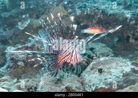 Pterois est un genre de poisson marin venimeux, communément appelé lionfish, originaire de l'Indo-Pacifique. Photographié au large de l'oast est de Bali. Banque D'Images