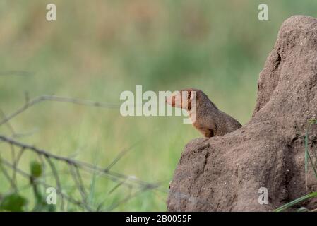 Curieux Mongoose dans termite mound, parc national de Tarangire Banque D'Images