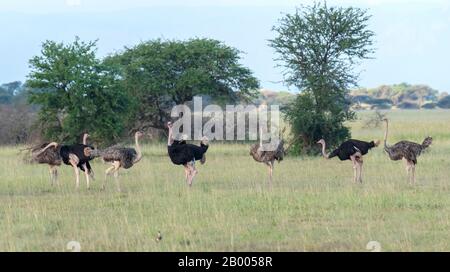 Autruches en alerte, dans le parc national du Serengeti Banque D'Images